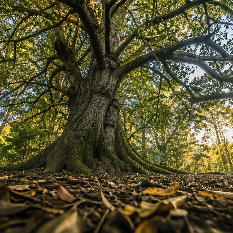 Die Geheimnisvollen Riesen der Natur