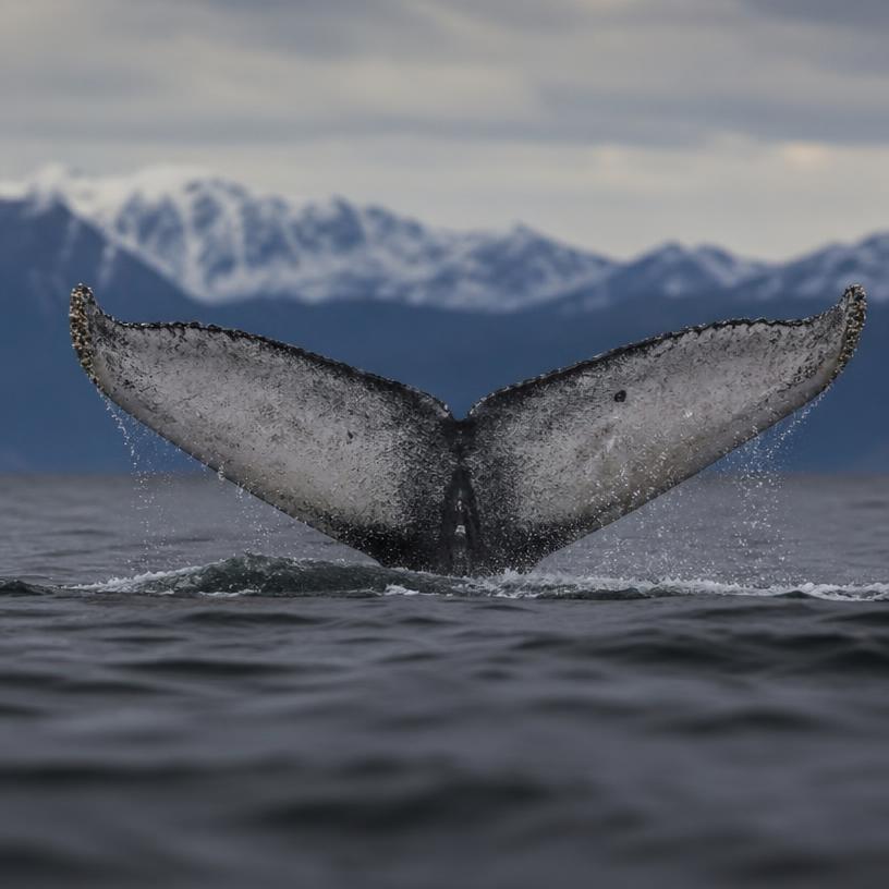 Giganten der Meere – Können Sie sie erkennen?